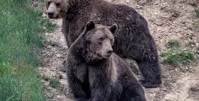 Ošetřovatelem v zoo na jeden den foto