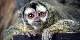 Zoologická zahrada Plzeň foto