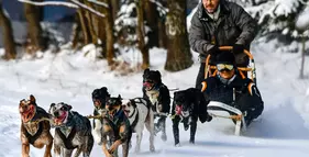 Mushing - jízda se psím spřežením foto