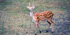 Obora svatý Linhart foto