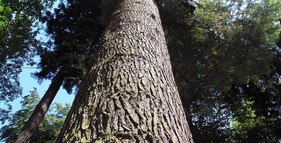 Arboretum na Bukovině foto