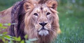 Zoologická zahrada Praha foto