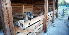 Minizoo Milíčovský dvůr foto