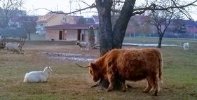 Mini ZOO Jižanský dvorek foto